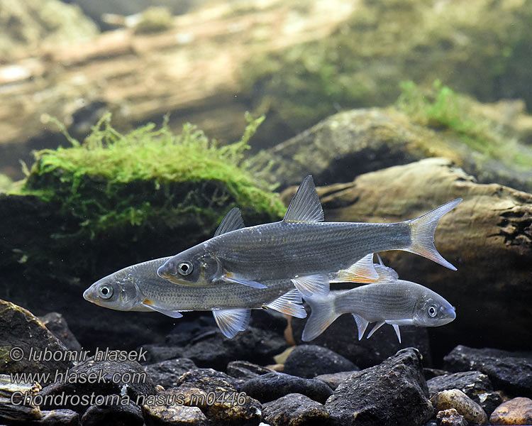 Chondrostoma nasus Świnka