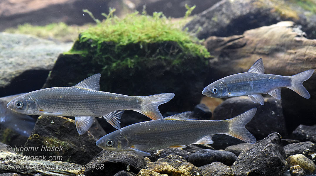 Chondrostoma nasus Noskarp
