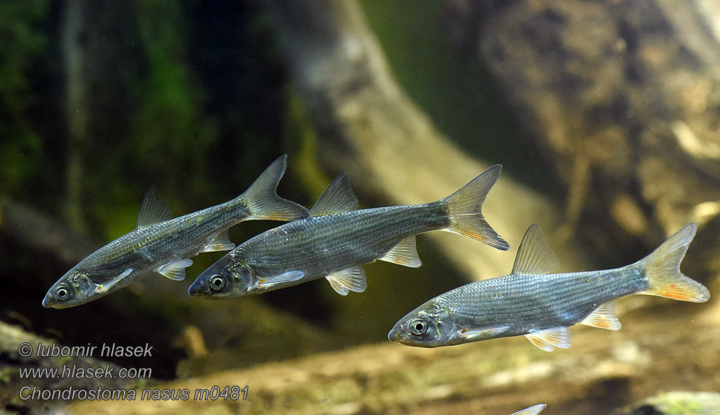 Chondrostoma nasus Падуст