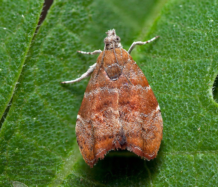 Molovenka fíková Fig-leaf Skeletonizer Choreutis nemorana