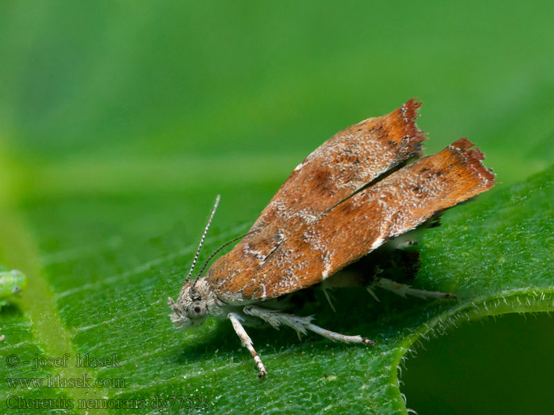 Choreutis nemorana Molovenka fíková Fig-leaf Skeletonizer