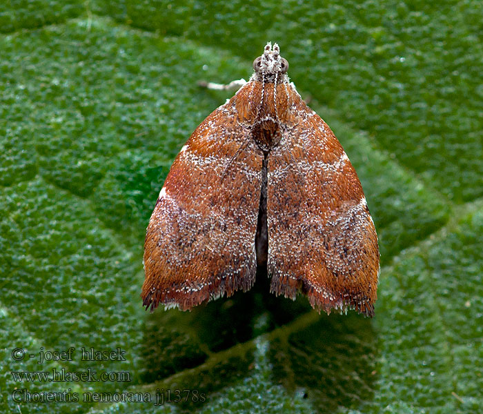 Choreutis nemorana Molovenka fíková