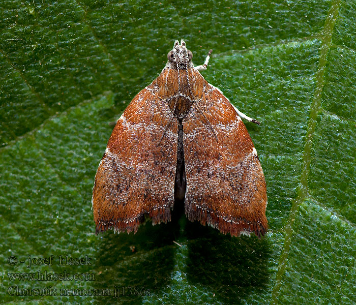 Choreutis nemorana Molovenka fíková Fig-leaf Skeletonizer