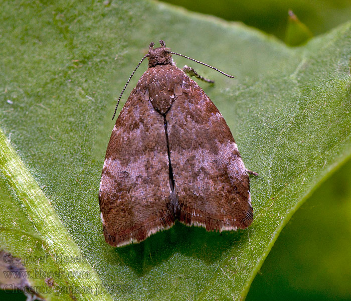 Choreutis pariana Molovenka hnědá Плодовая моле-листовёртка 