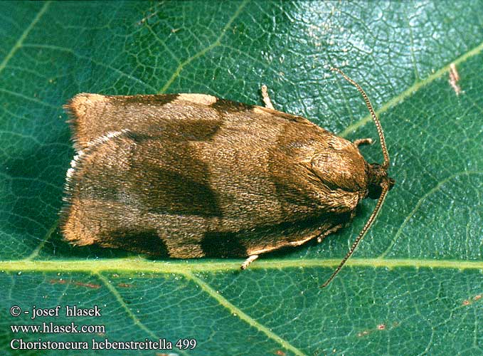 Choristoneura hebenstreitella Obaleč jeřábový Reuzenbladroller