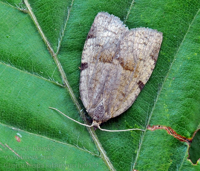 Choristoneura lafauryana Gele gagelbladroller