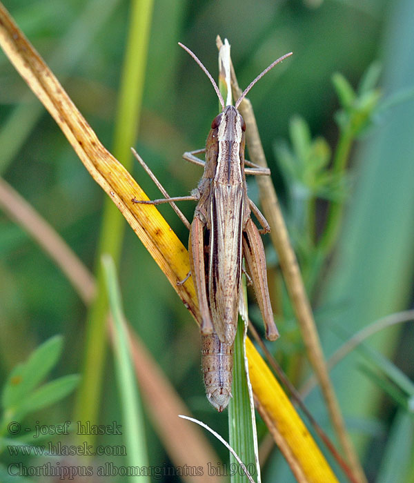 Chorthippus albomarginatus Saranče bělopruhá