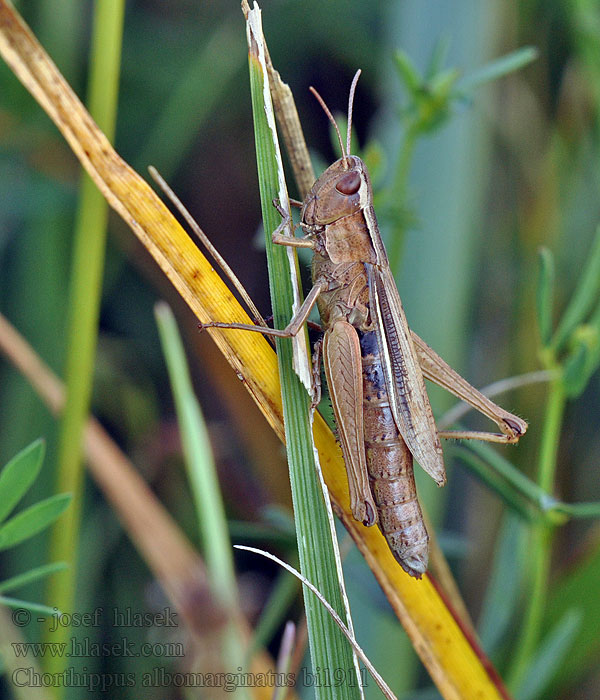 Saranče bělopruhá Chorthippus albomarginatus