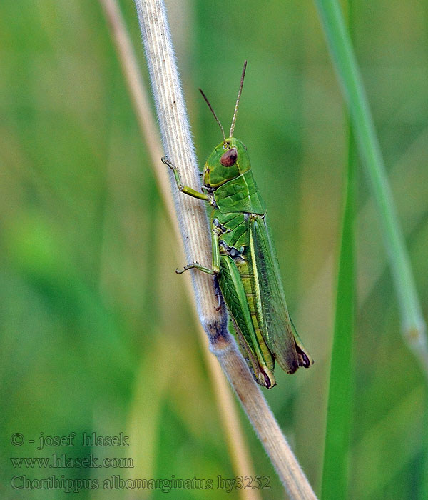 Kustsprinkhaan Chorthippus albomarginatus