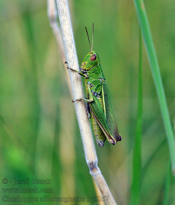 Chorthippus albomarginatus Saranče bělopruhá Weißrandiger Grashüpfer