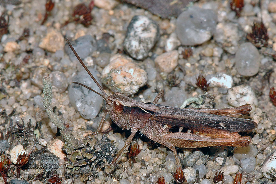 Chorthippus biguttulus Saranče měnlivá