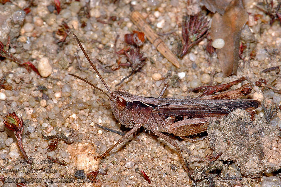 Chorthippus biguttulus Nachtigall-Grashüpfer Zengő tarlósáska