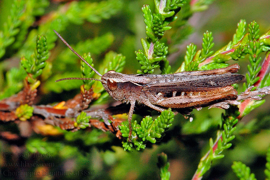 Chorthippus biguttulus Ahoheinäsirkka Slåttergräshoppa ヒナバッタ