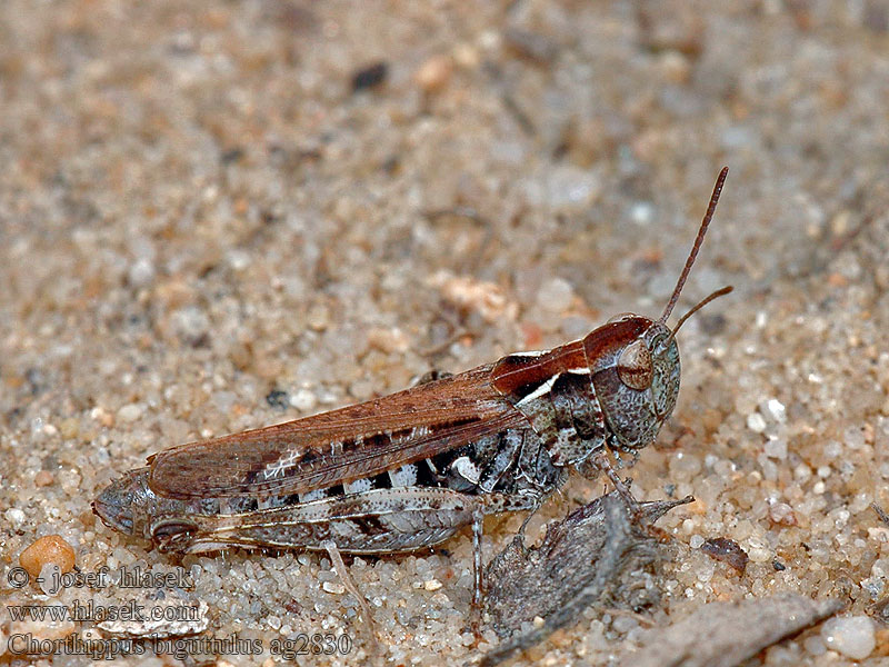 Ahoheinäsirkka Slåttergräshoppa ヒナバッタ Chorthippus biguttulus