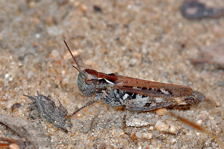 Chorthippus biguttulus Saranče měnlivá Nachtigall-Grashüpfer