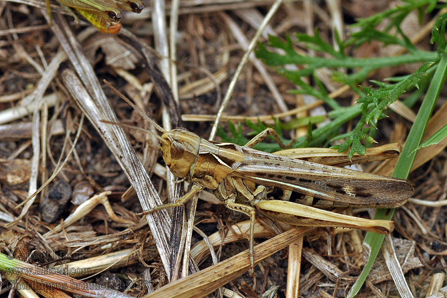 Chorthippus brunneus Saranče dlouhokřídlá