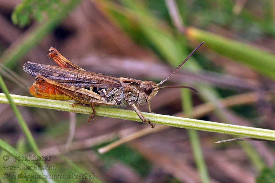 Chorthippus brunneus Brauner Grashüpfer