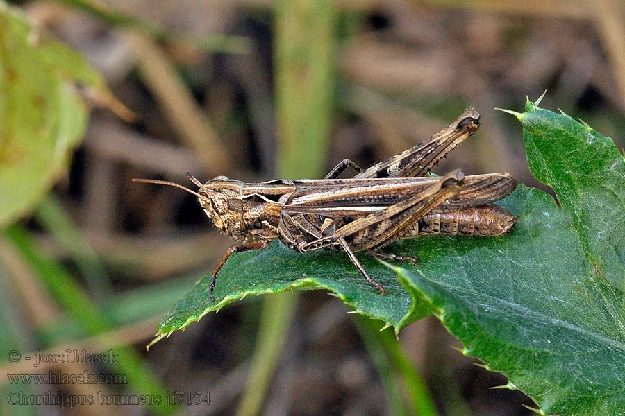 Chorthippus brunneus Konik brunatny