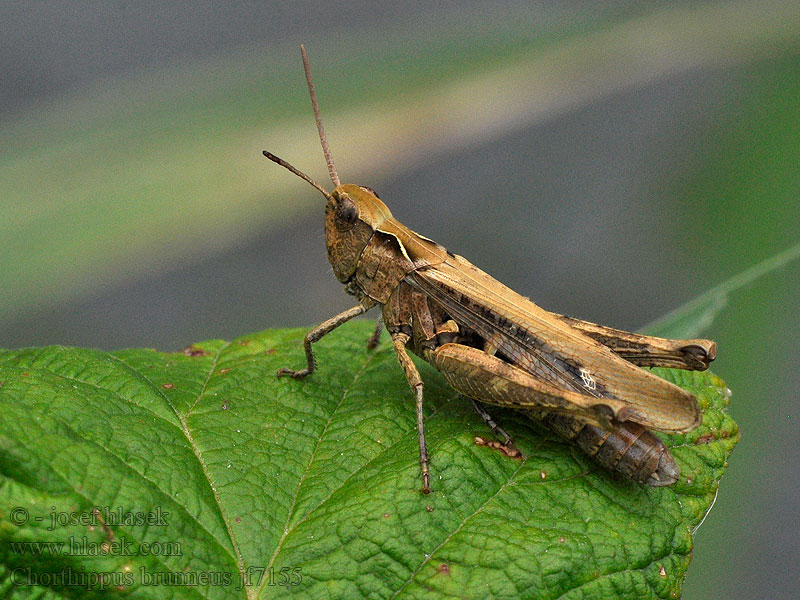 Chorthippus brunneus Bruine sprinkhaan Backgräshoppa