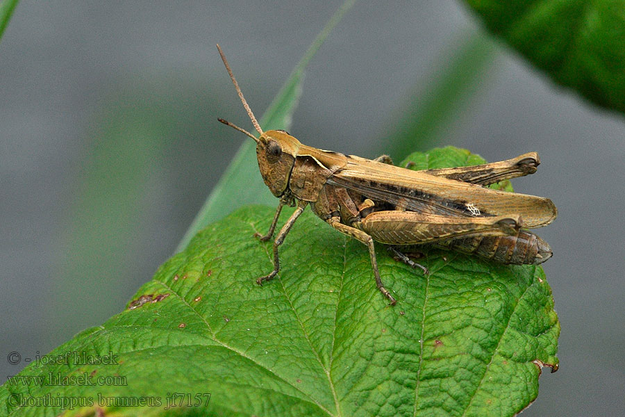 Saranče dlouhokřídlá Chorthippus brunneus