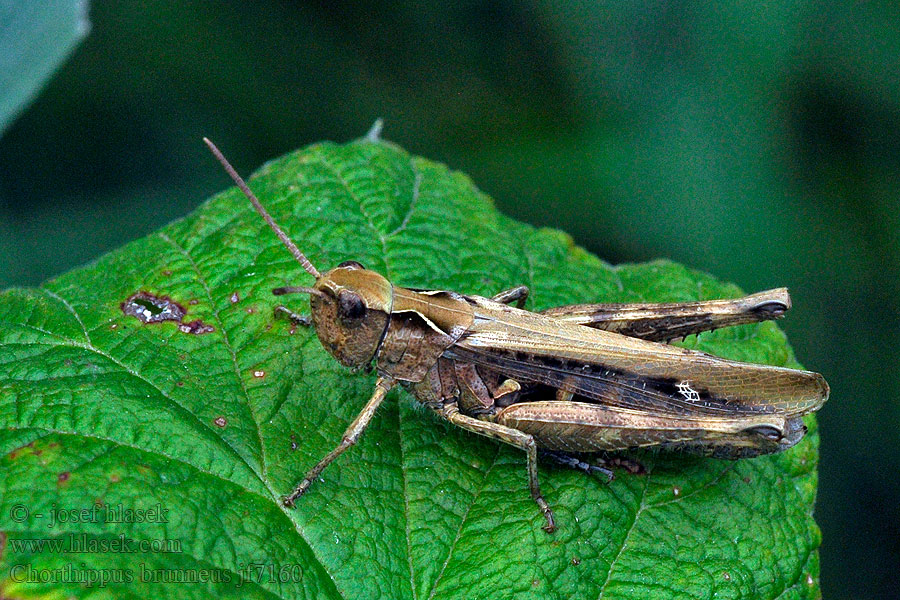 Brauner Grashüpfer Chorthippus brunneus