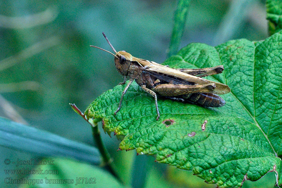 Konik brunatny Chorthippus brunneus