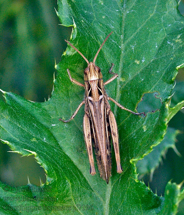 Bruine sprinkhaan Chorthippus brunneus