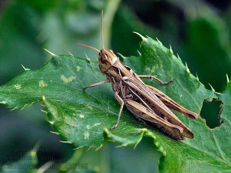 Backgräshoppa Chorthippus brunneus