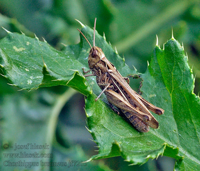 Chorthippus brunneus