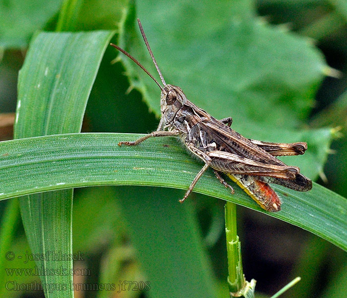 Chorthippus brunneus