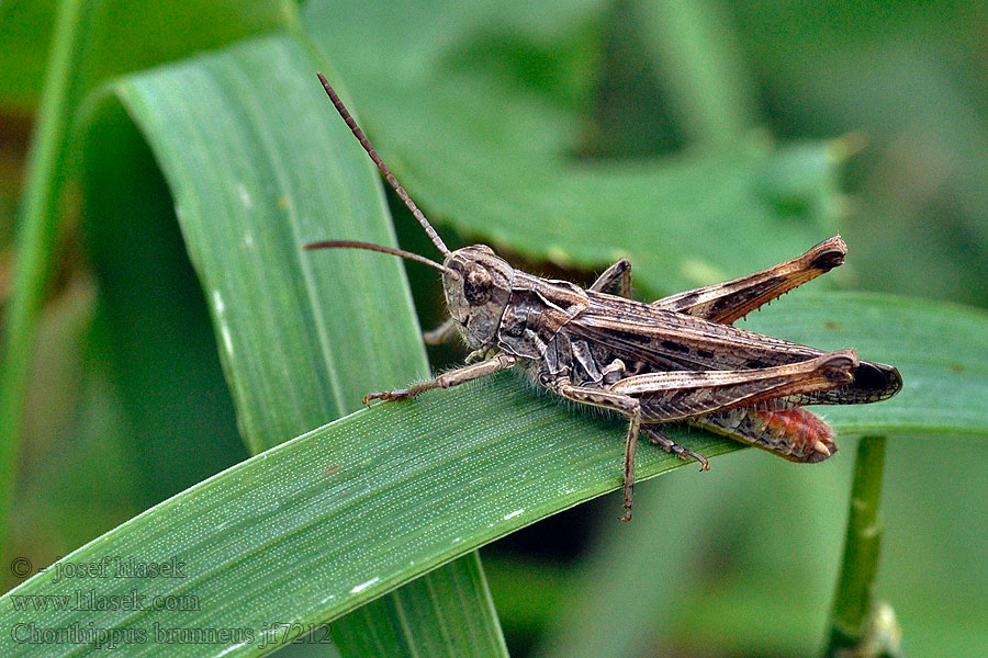 Chorthippus brunneus