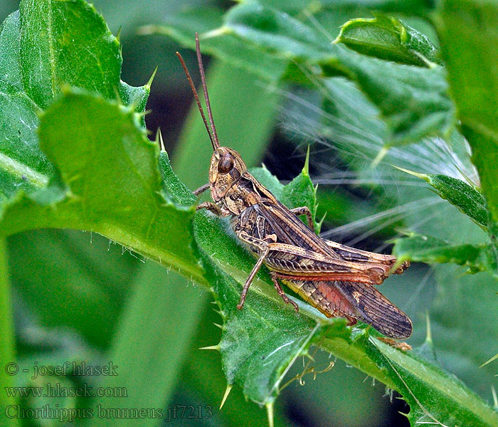 Chorthippus brunneus