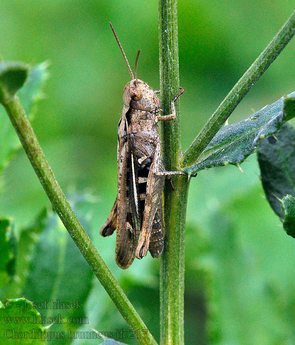 Chorthippus brunneus Saranče dlouhokřídlá Brauner Grashüpfer