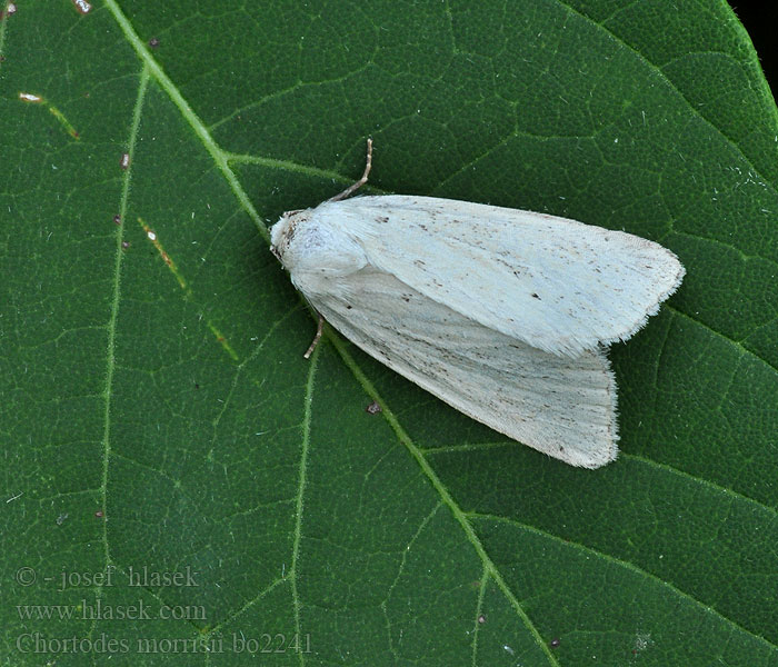 Chortodes morrisii Travařka bělavá Spülsaum-Rohrschwingel-Halmeule Morris's Wainscot