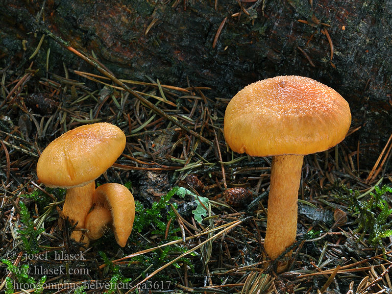 Chroogomphus helveticus Gomphidius Slizák švýcarský