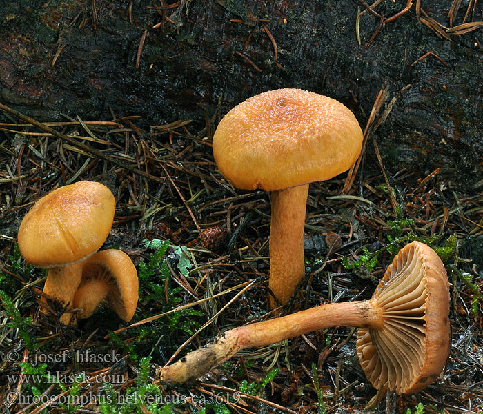 Chroogomphus helveticus Filziger Gelbfuß Klejek alpejski