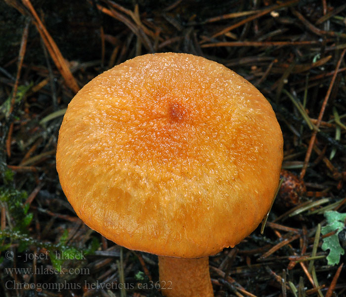 Chroogomphus helveticus Sliziak horský Мокруха швейцарская