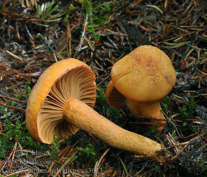 Filziger Gelbfuß Chroogomphus helveticus