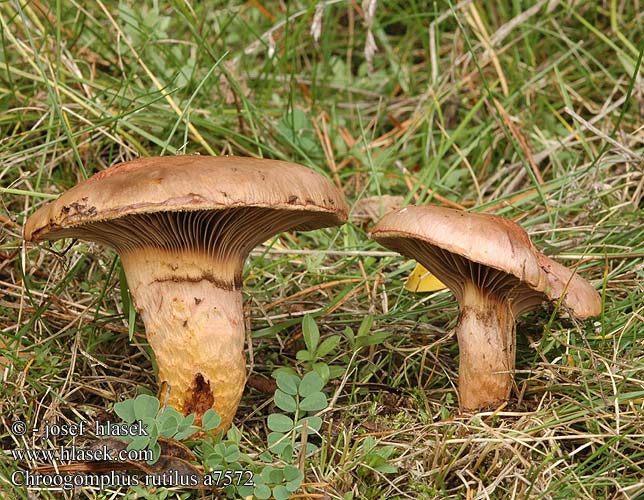 Chroogomphus rutilus Copper Spike Brunrød slimslør