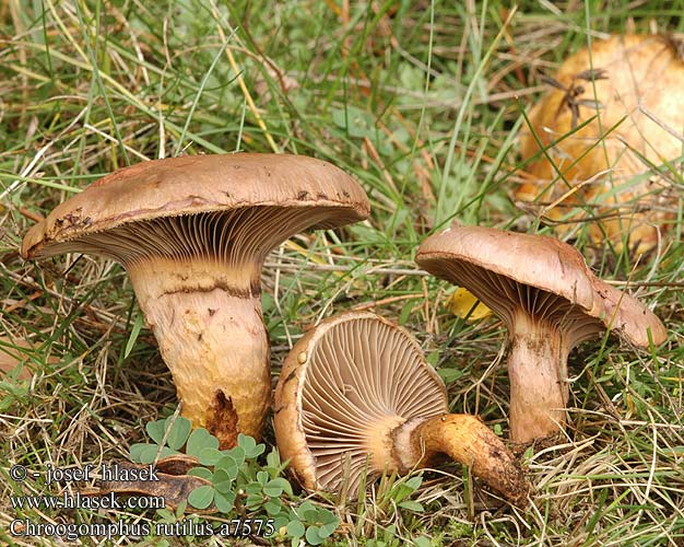 Gomphide visqueux Koperrode spijkerzwam Vöröses nyálkásgomba