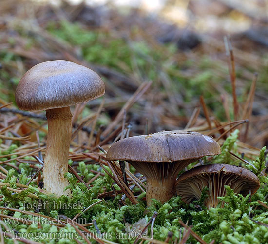 Slizák lepkavý cihlový Rabarbersvamp Gomphidius viscidus testaceus