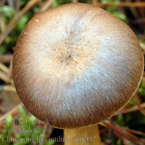 Rabarbrasopp Мокруха пурпуровая クギタケ Chroogomphus rutilus