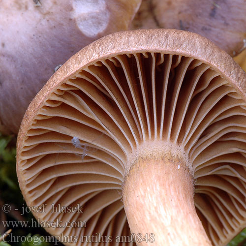 Chroogomphus rutilus am0848