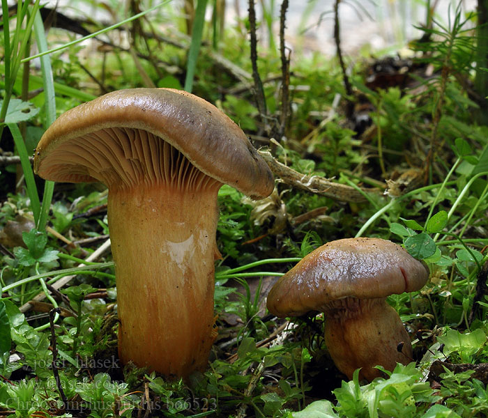 Chroogomphus rutilus Copper Spike Brunrød slimslør