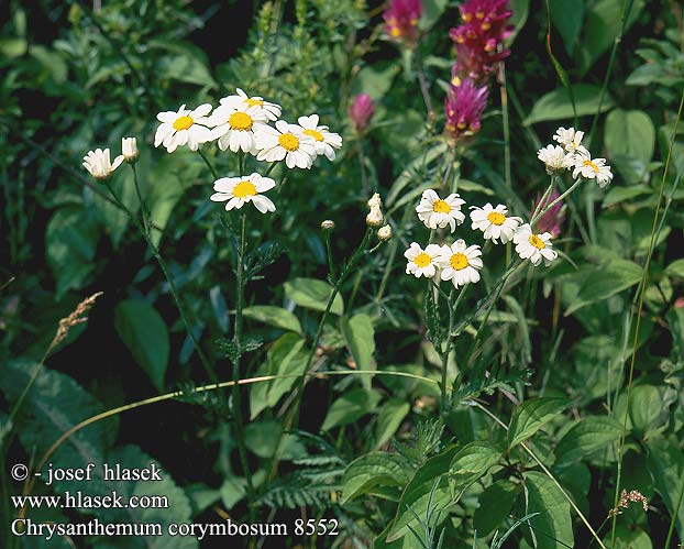 Leucantheme feuilles Coronope Erba amara boschi Storos margitvirg