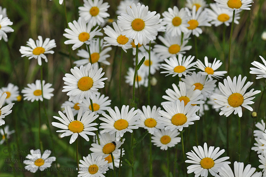 Margarida prat Llygad-llo Mawr Bastag vane Chrysanthemum leucanthemum