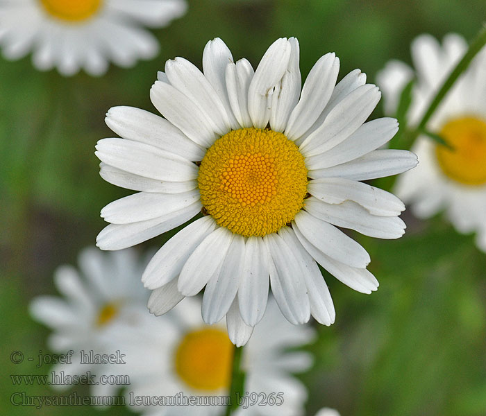 Freyjubrá მინდვრის გვირილა Żółtô knąpka Chrysanthemum leucanthemum