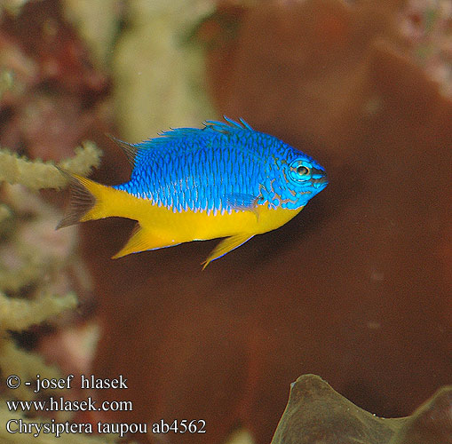 Chrysiptera taupou Blue Devil Damselfish Southseas Fiji