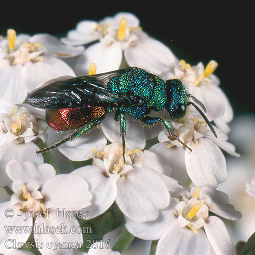 Chrysis cyanea 2816