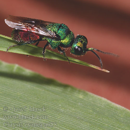 Chrysis cyanea a688